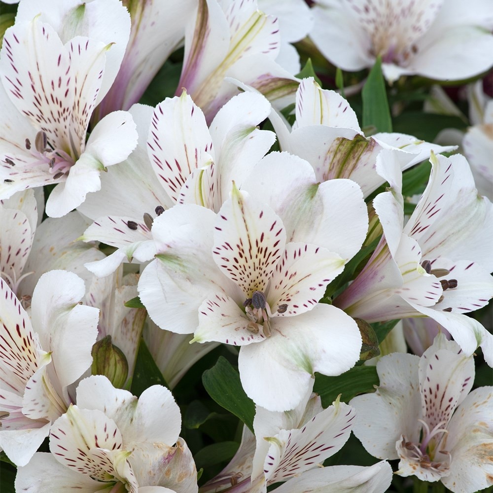 <i>Alstroemeria</i> <b class=small-caps>Inticancha Magic White</b> ('Tesmaghwi') (Inticancha Series)