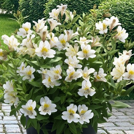 Alstroemeria Summer Sky ('Tessumsky') (Summer Paradise Series)