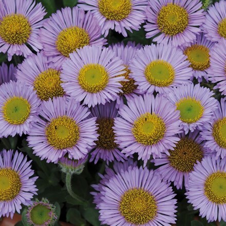 Picture of Erigeron glaucus Sea Breeze Mauve ('Yajbrel')
