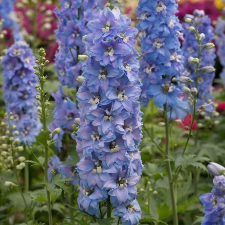 Picture of Delphinium Magic Fountains Sky Blue White Bee