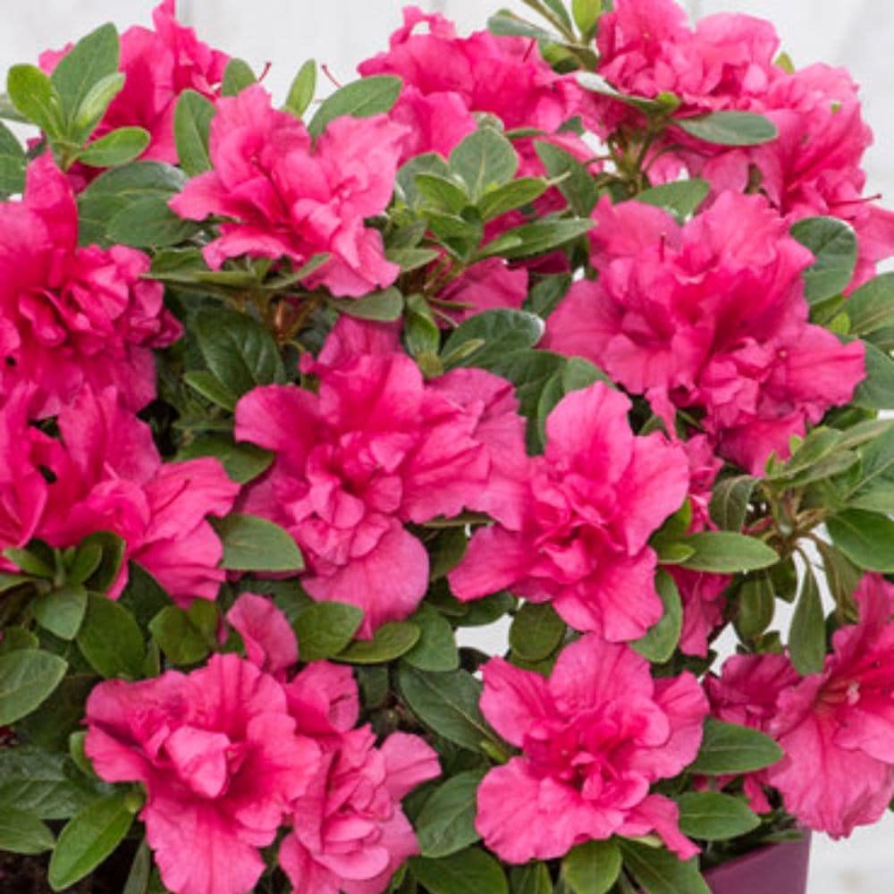 Buy evergreen Bloom Champion Rhododendron 'BloomChampion Purple (PBR)': Delivery by Garden