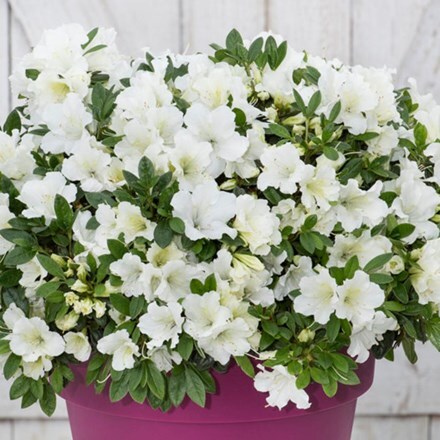 Rhododendron BloomChampion White (PBR)