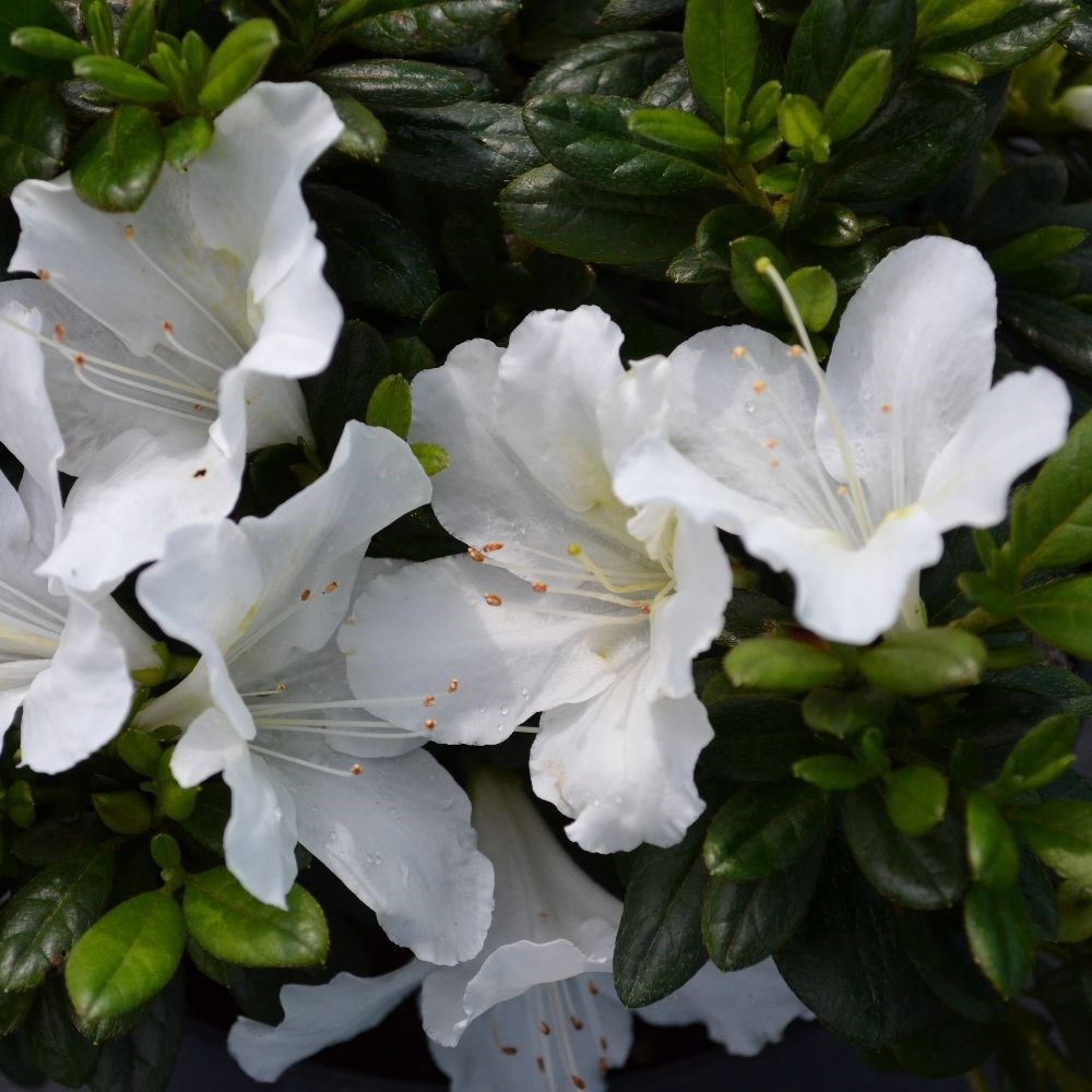 Buy reblooming evergreen azalea Bloom Champion Rhododendron BloomChampion White £12.99 Crocus