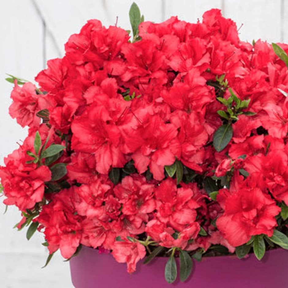 Buy reblooming azalea Bloom Rhododendron 'BloomChampion Red ('RLH1-9P7') (PBR)': Delivery by Garden