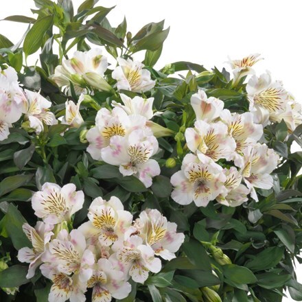 Alstroemeria Times Valley ('Tessvaltime') (Summer Paradise - Valley Series)