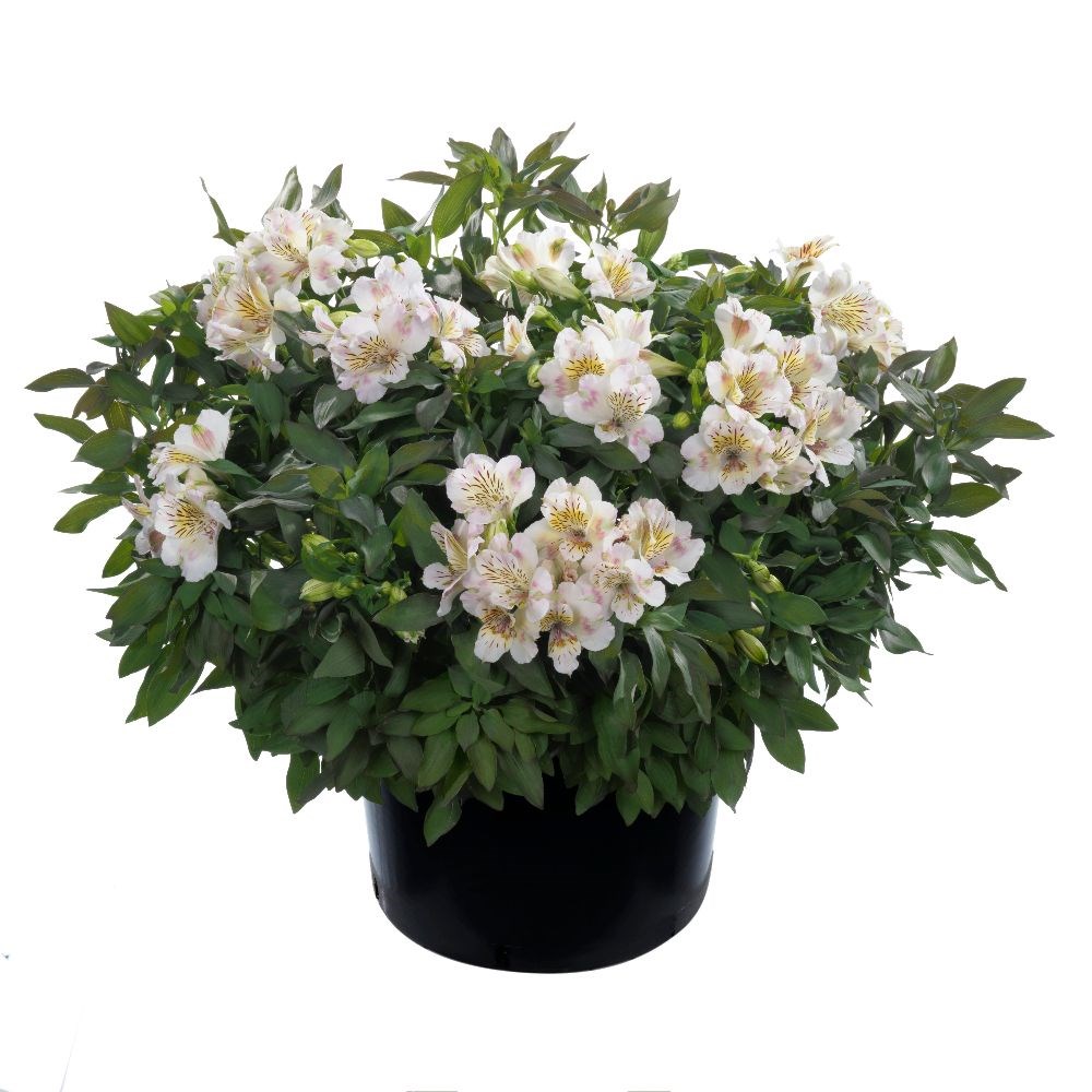 <i>Alstroemeria</i> <b class=small-caps>Times Valley</b> ('Tessvaltime') (Summer Paradise - Series)