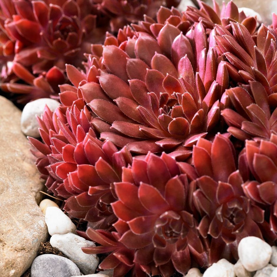 Buy house leek or houseleek Sempervivum arachnoideum Coral