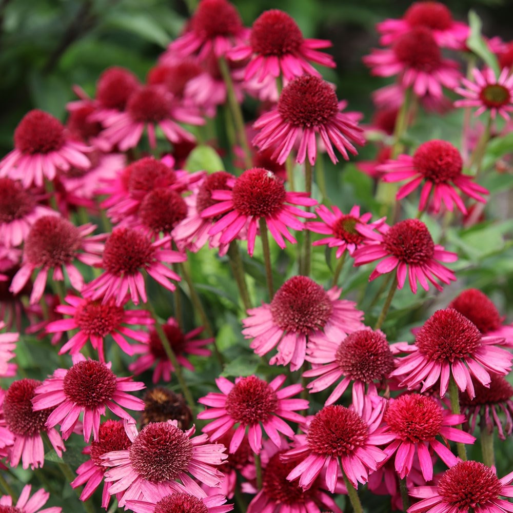 <i>Echinacea</i> <b class=small-caps>Delicious Candy</B> ('Noortdeli') (PBR)