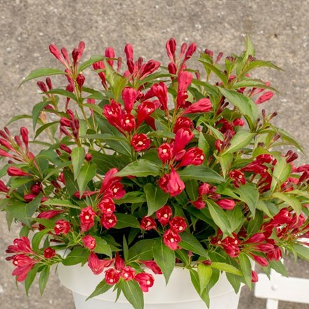 Picture of Weigela All Summer Red ('Slingco1') (PBR)