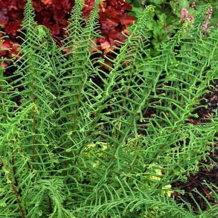 Picture of Athyrium filix-femina Dre's Dagger