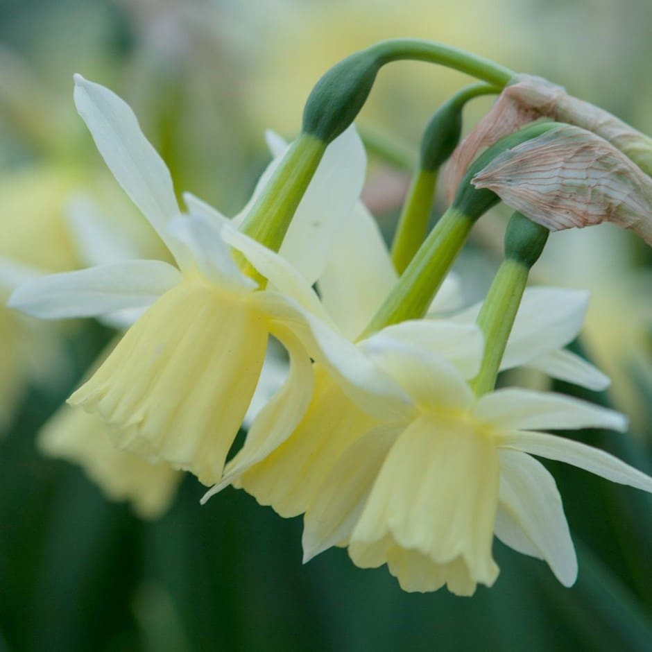 <i>Narcissus</i> 'Lemon Drops'