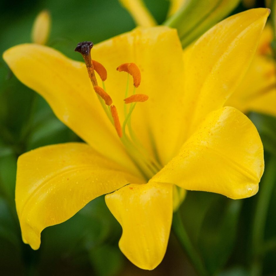 Buy Trumpet Lily Yellow Planet Bulb Lilium Yellow Planet Delivery By Waitrose Garden