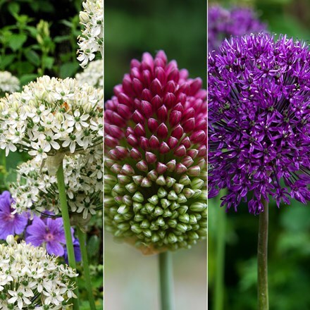 Stunning Allium collection