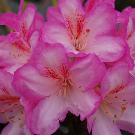 Picture of Rhododendron Eucharitis