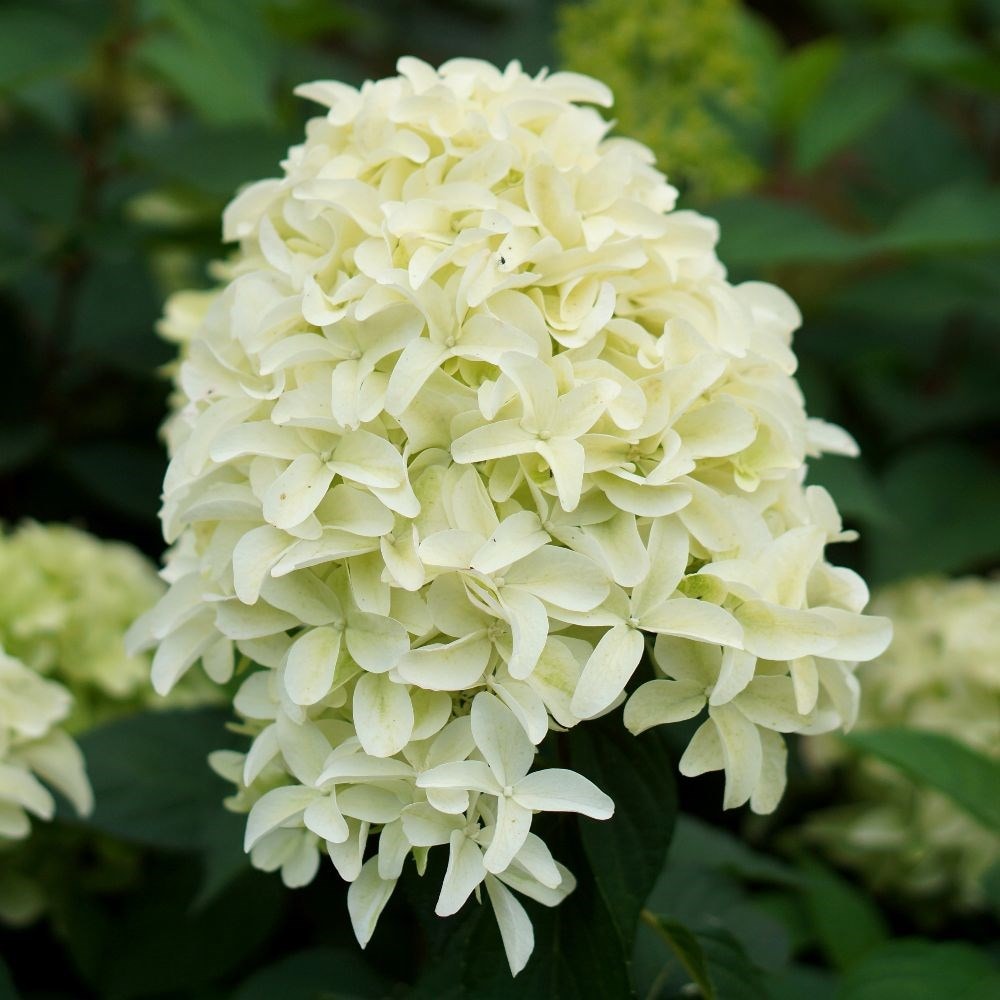 Image of Hydrangea skyfall in full bloom