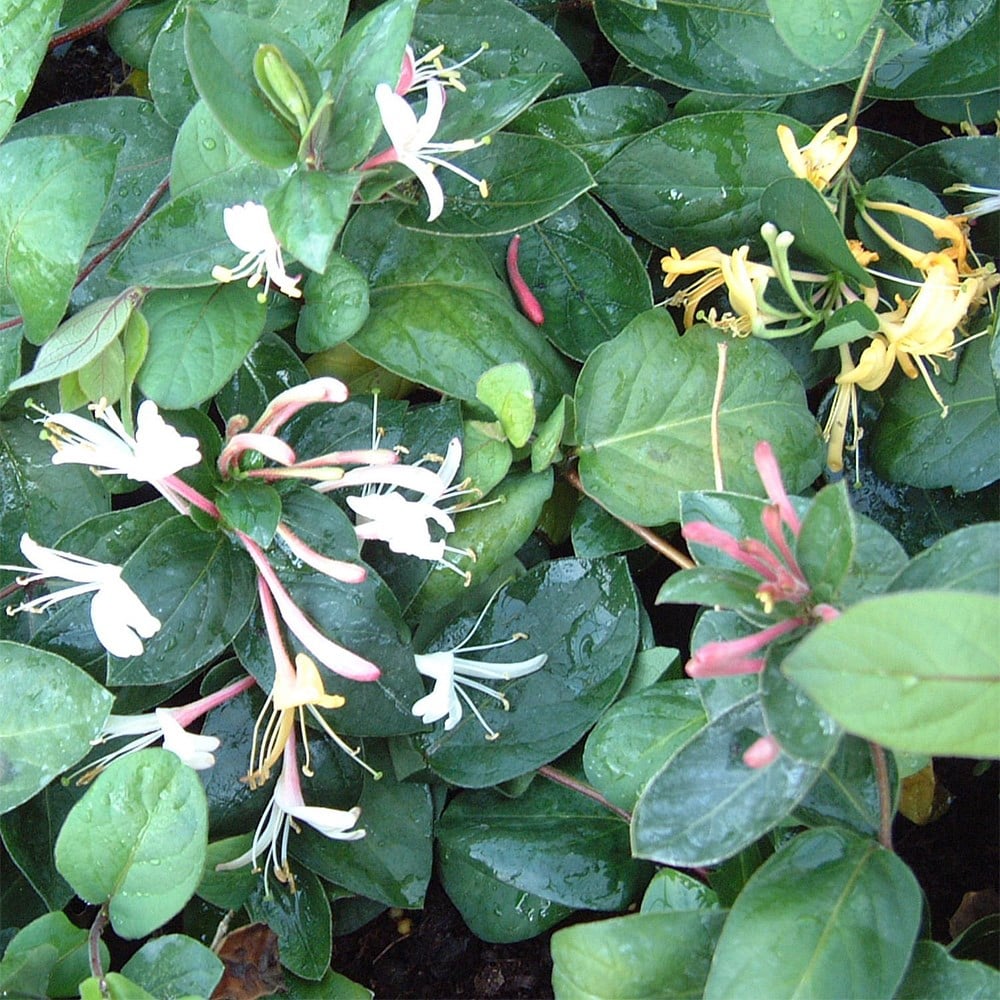 <i>Lonicera japonica</i> 'Dart's World'