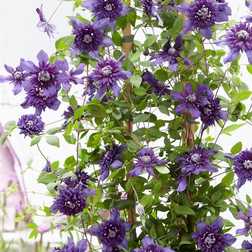 Product options image