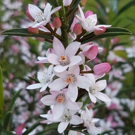 Picture of Eriostemon Flower Girl Pink