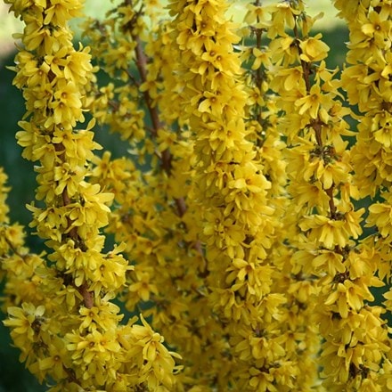 Forsythia × intermedia Mikador ('Minfor6') (PBR)