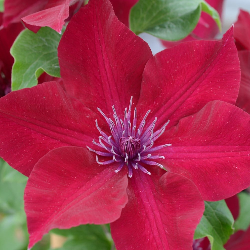 late large flowered clematis (group 3)