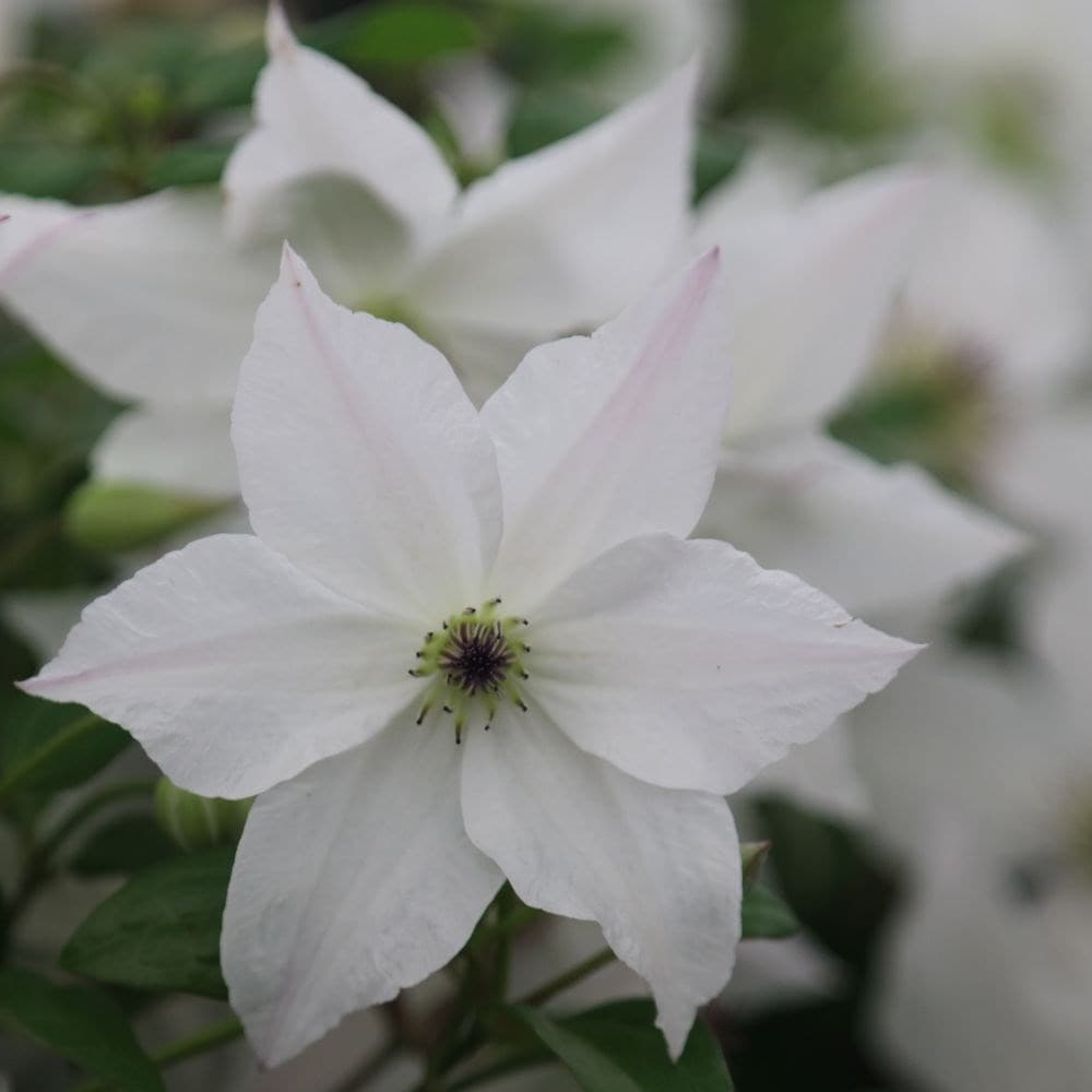 late large flowered clematis (group 3)