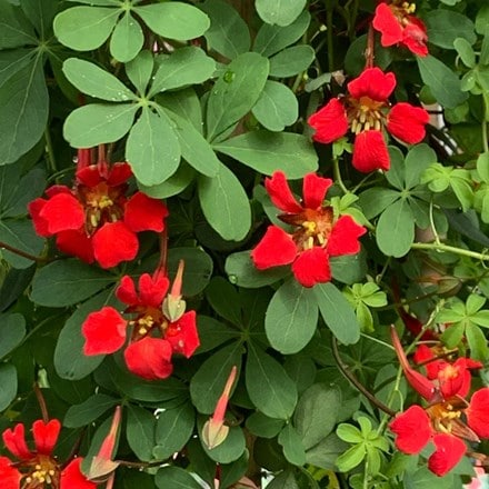 flame flower or flame creeper Tropaeolum speciosum: £29.99 Delivery by Crocus