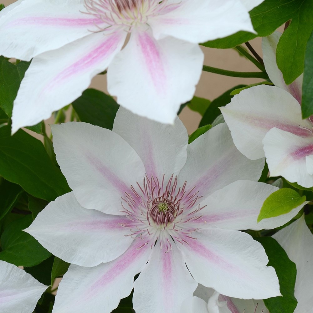 clematis (group 2)