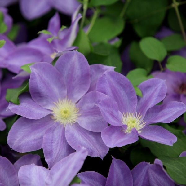 Clematis Diana's Delight ('Evipo026') (PBR) (Boulevard Series)
