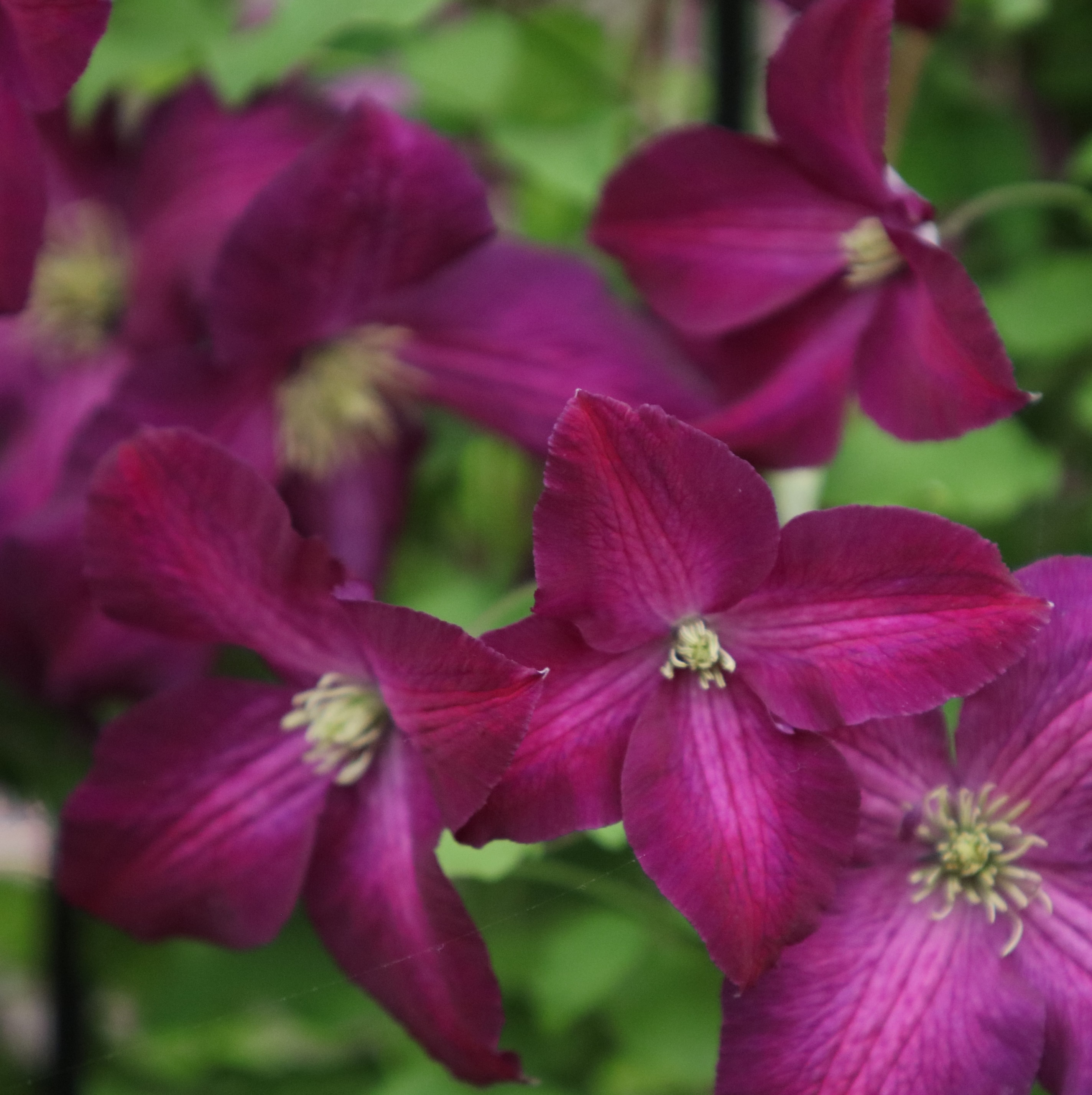 late large flowered clematis (group 3)