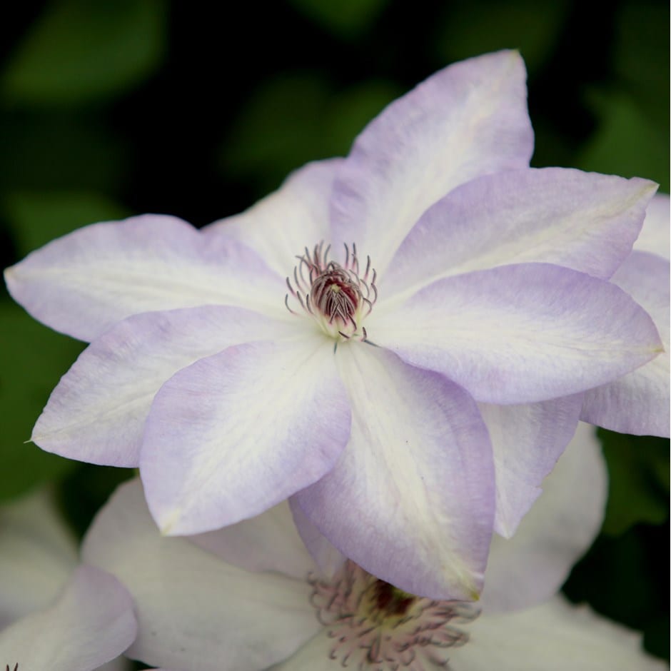 Buy early large flowered clematis (group 2) Clematis Ivan Olsson