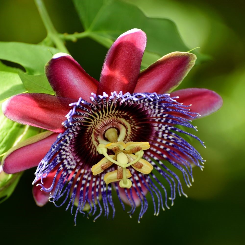 <i>Passiflora alata</i> 