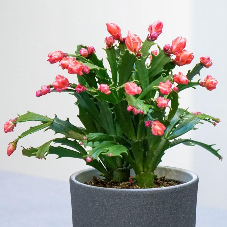 Where Do I Buy A Christmas Cactus / Just because christmas is over, it ...