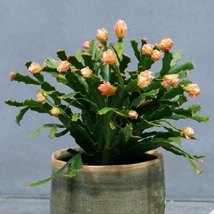 Picture of Schlumbergera Thor Wild Cactus Orange