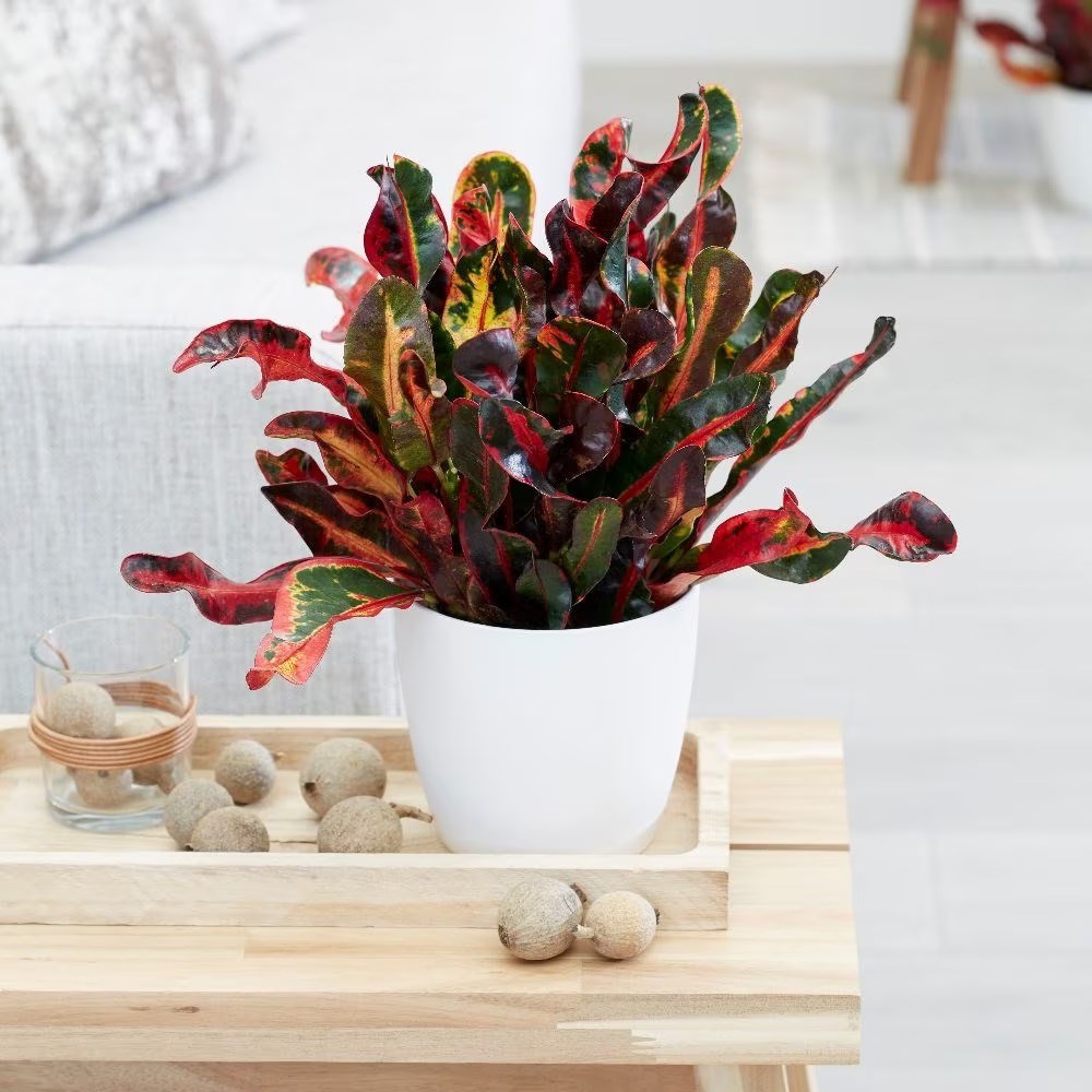 Product options image