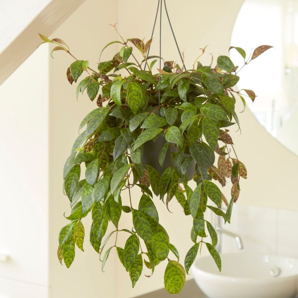 zebra basket vine (syn. Aeschynanthus marmoratus)