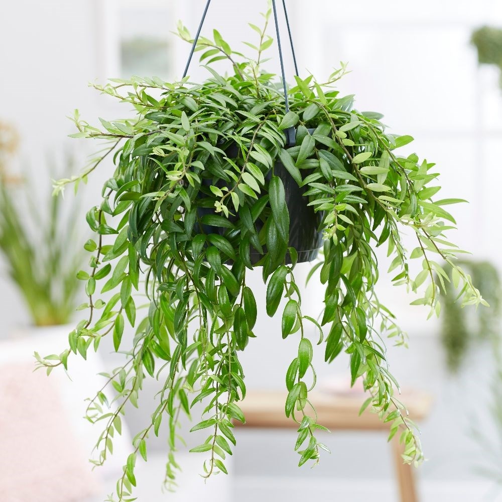 Product options image