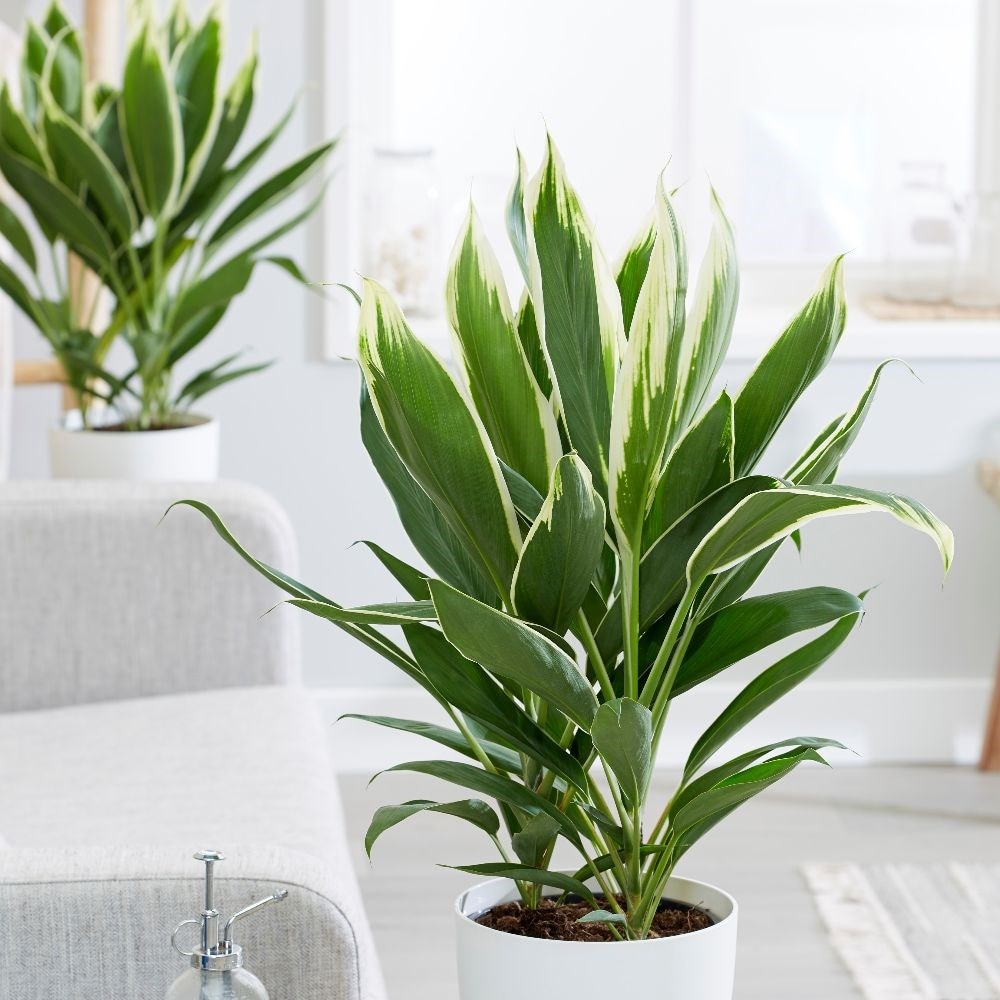 Product options image