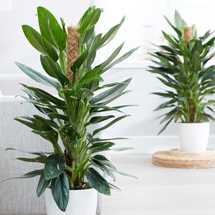 Picture of Philodendron Cobra
