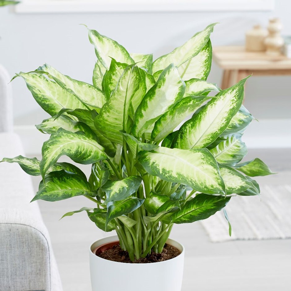 Buy Dumb Cane Dieffenbachia Camilla 17 99 Delivery By Crocus