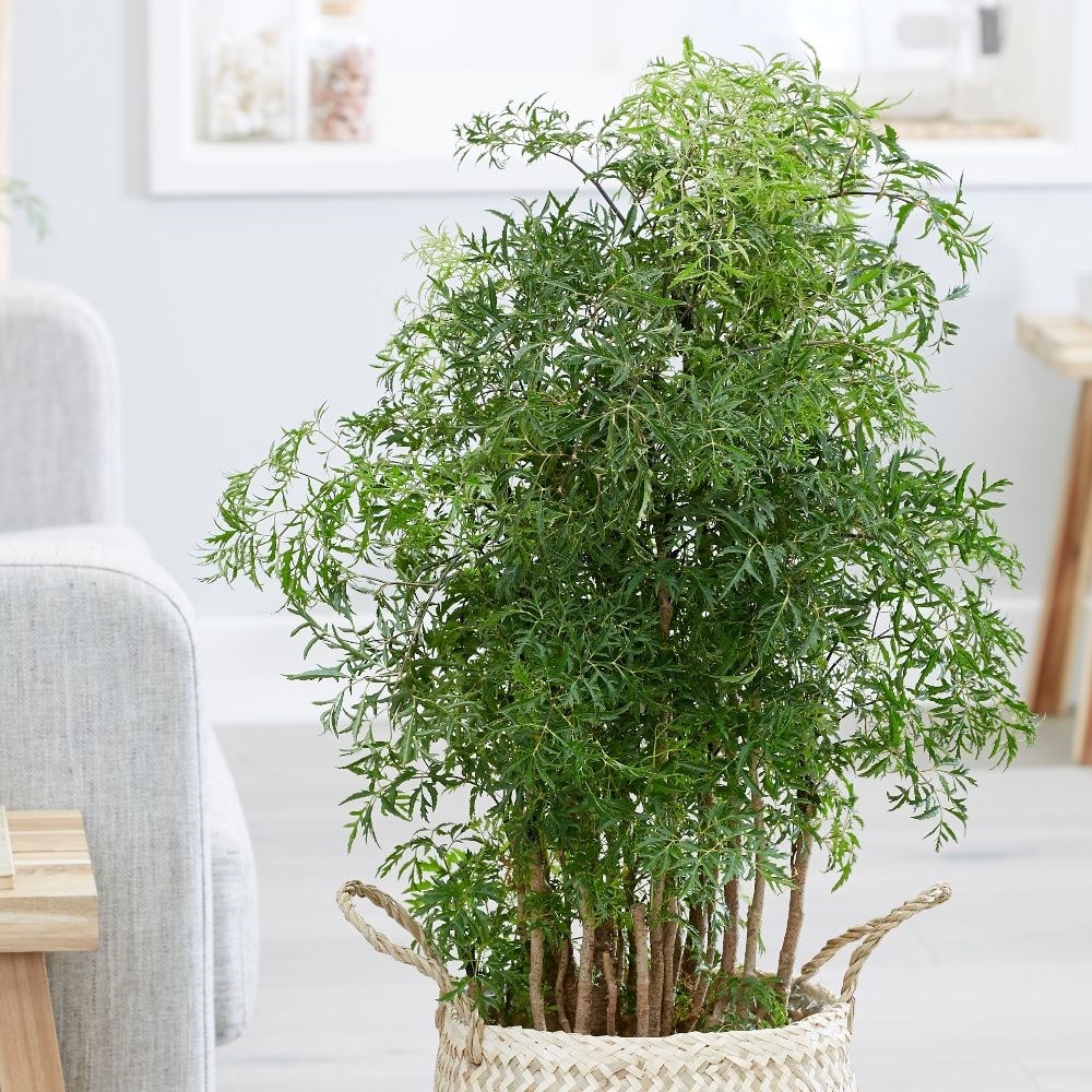 Product options image