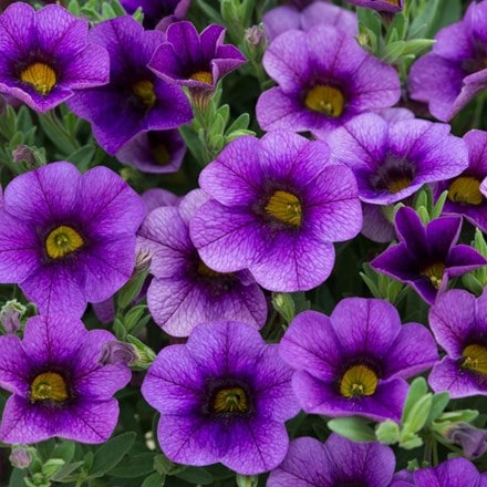 Picture of Calibrachoa Kabloom Denim ('PAS1122759')