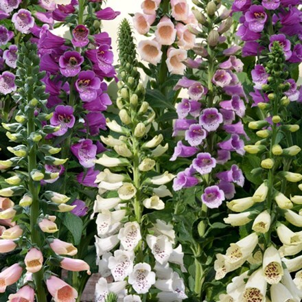 Picture of Digitalis Dalmatian Mix