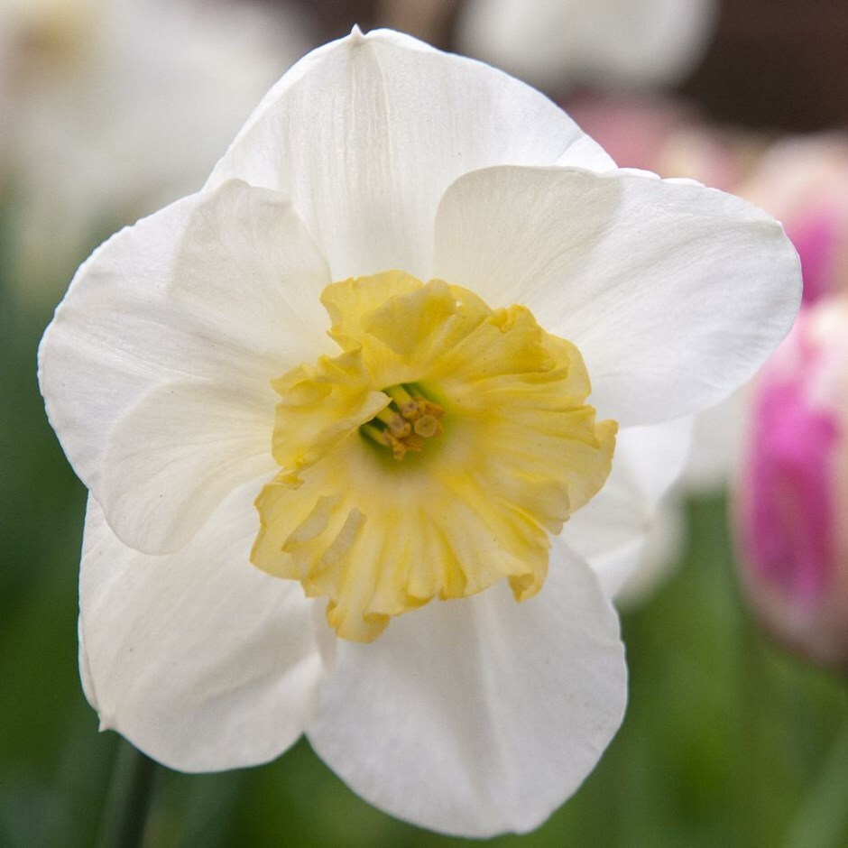 <i>Narcissus</I> 'Papillon Blanc'