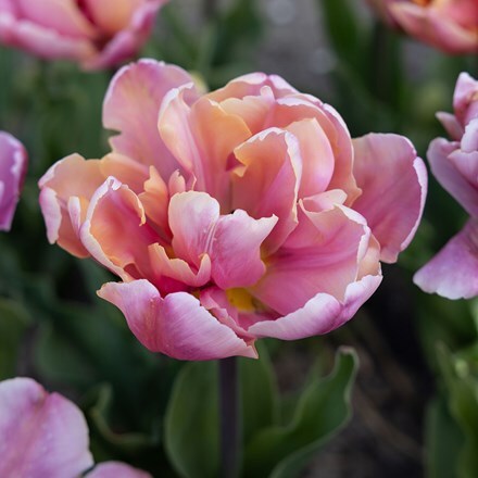Picture of Tulipa Pink Star