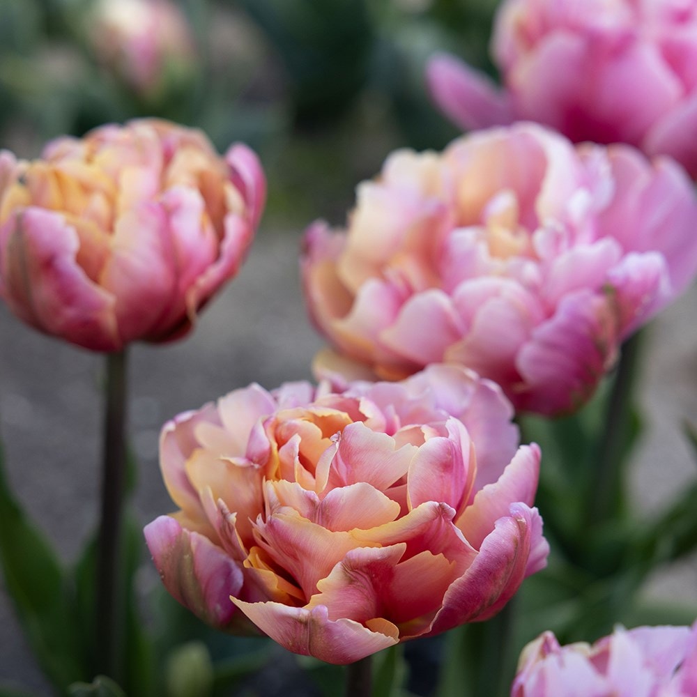 <I>Tulipa</i> 'Pink Star'