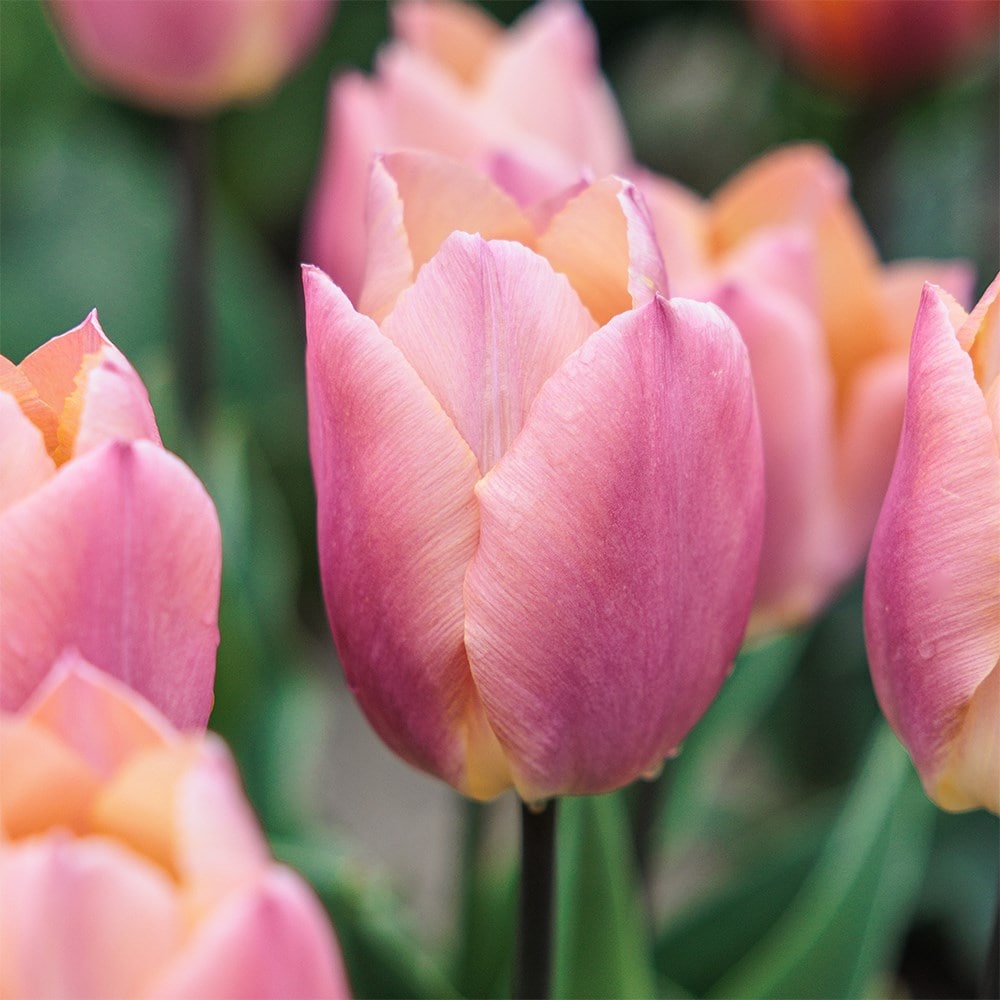 Product options image