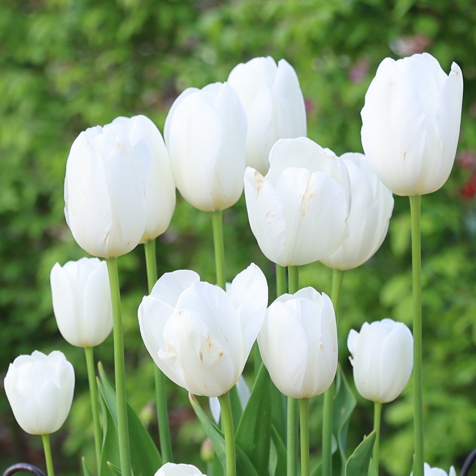 <i>Tulipa</i> 'Françoise'