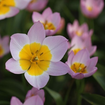 Picture of Tulipa saxatilis (Bakeri Group) Lilac Wonder - Organic bulbs