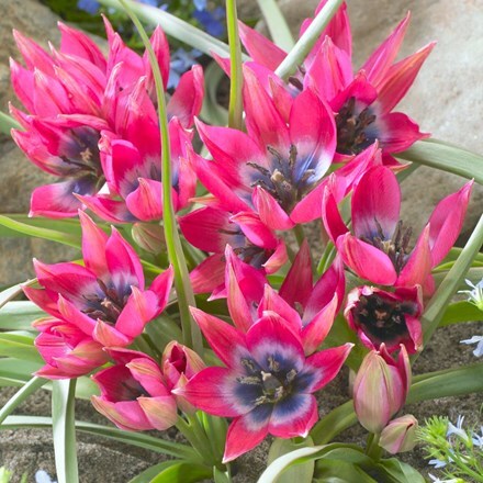 Tulipa Little Beauty - Organic bulbs