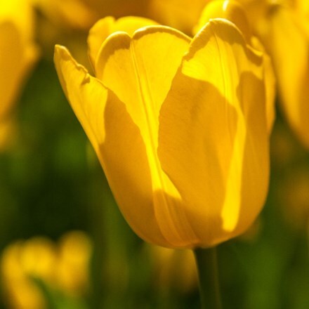 Picture of Tulipa Muscadet - Organic bulbs